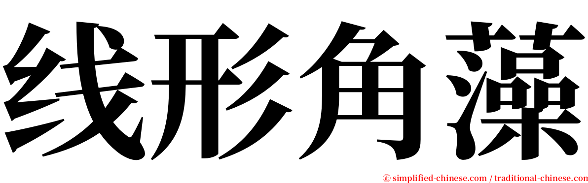 线形角藻 serif font