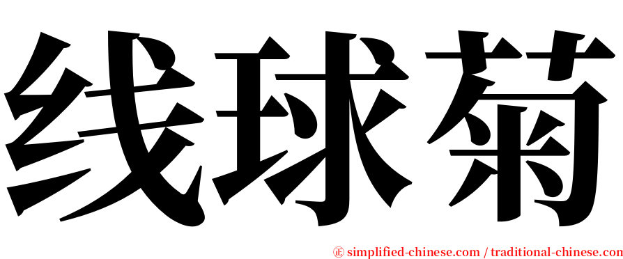 线球菊 serif font