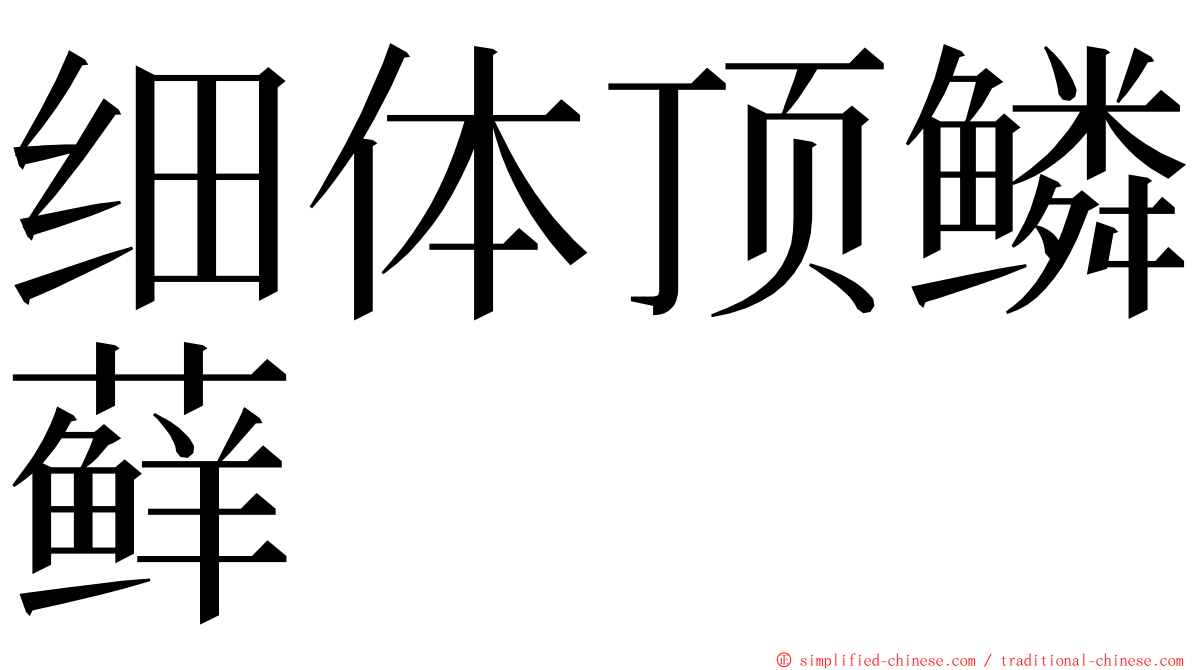 细体顶鳞藓 ming font