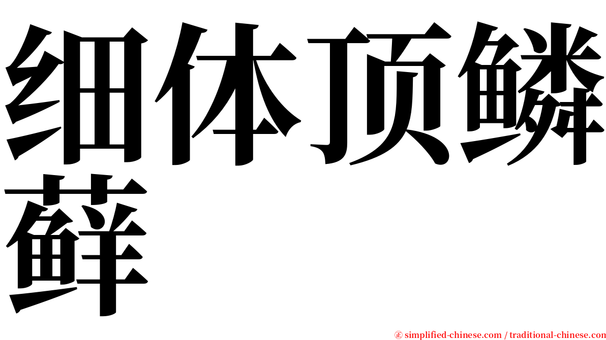 细体顶鳞藓 serif font