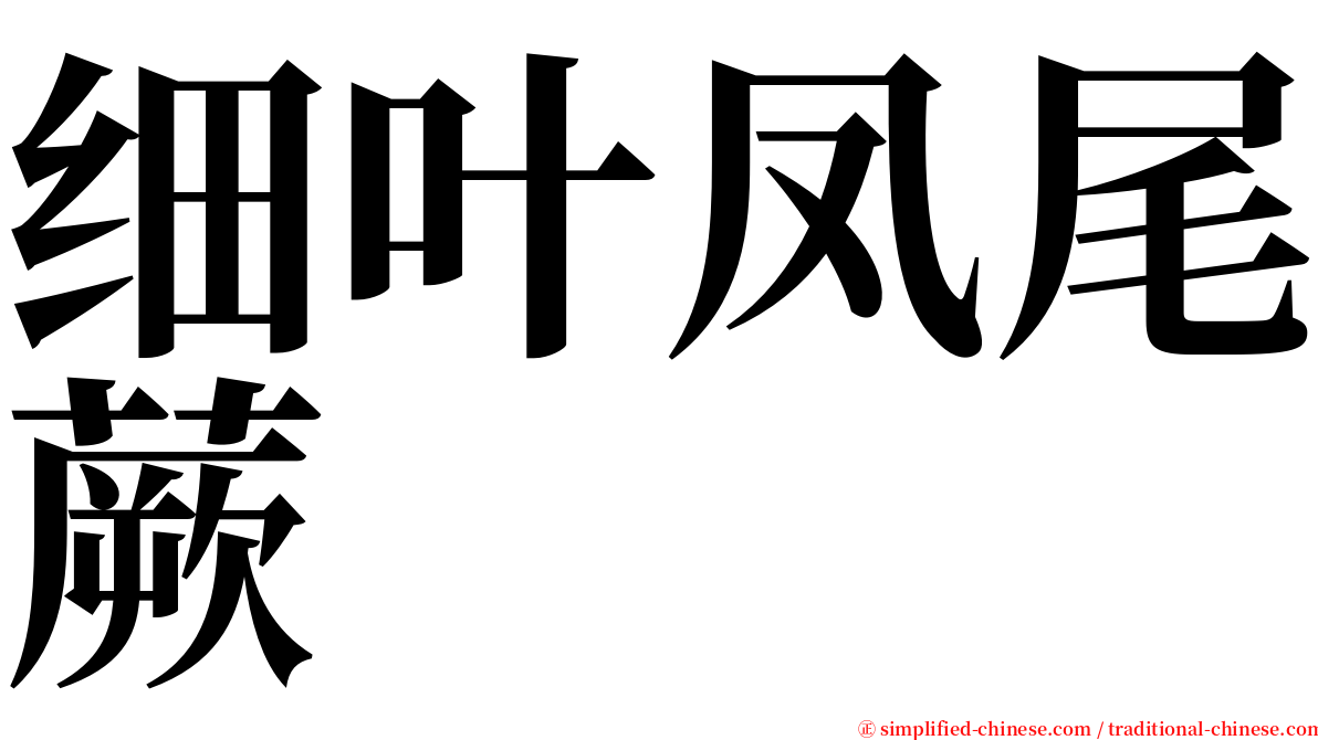 细叶凤尾蕨 serif font