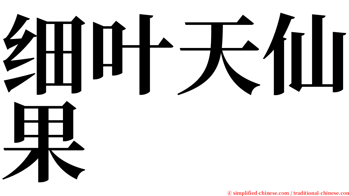 细叶天仙果 serif font