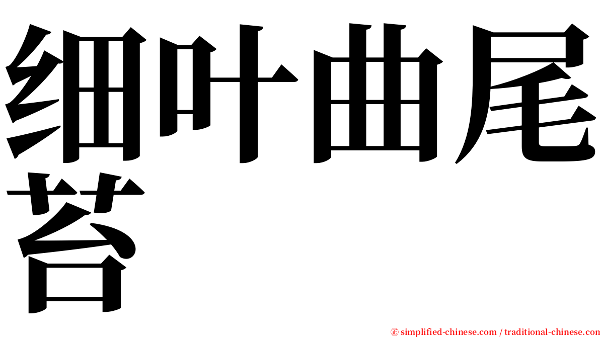 细叶曲尾苔 serif font