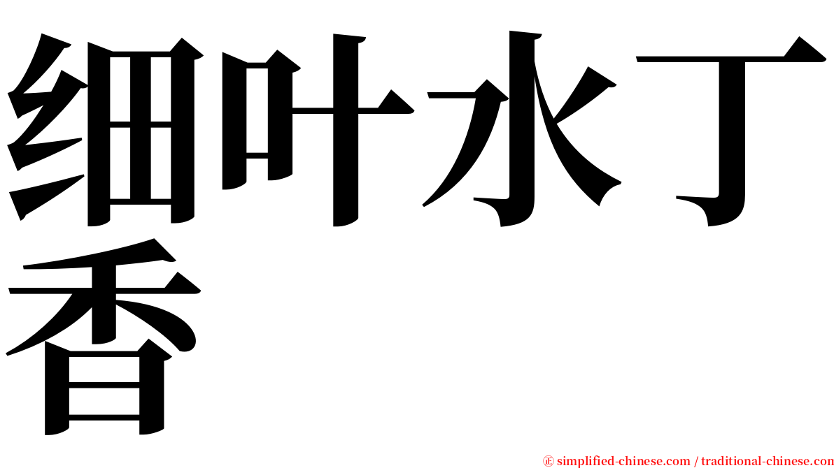 细叶水丁香 serif font