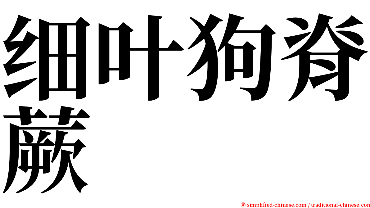 细叶狗脊蕨 serif font