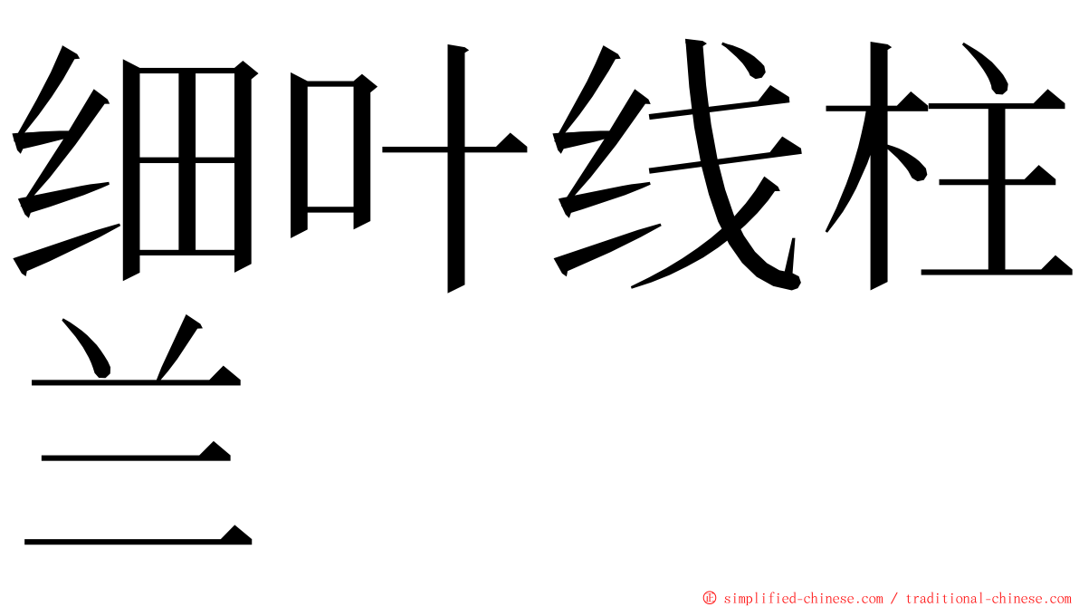 细叶线柱兰 ming font