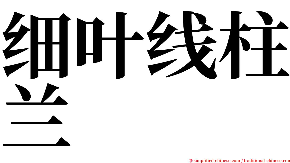 细叶线柱兰 serif font