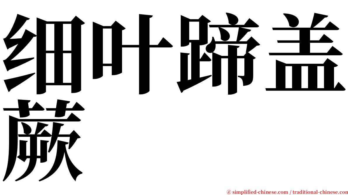 细叶蹄盖蕨 serif font