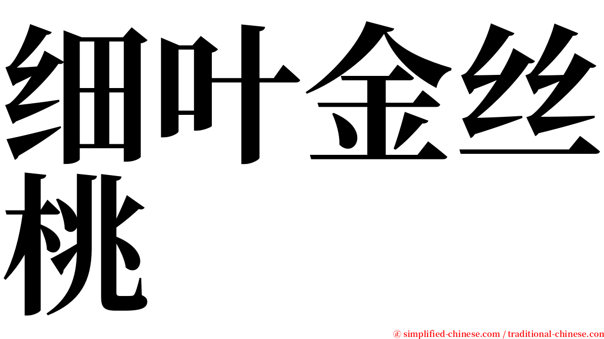 细叶金丝桃 serif font