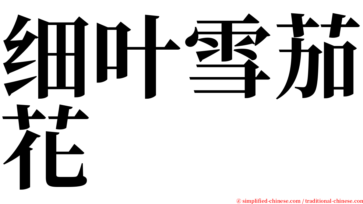 细叶雪茄花 serif font