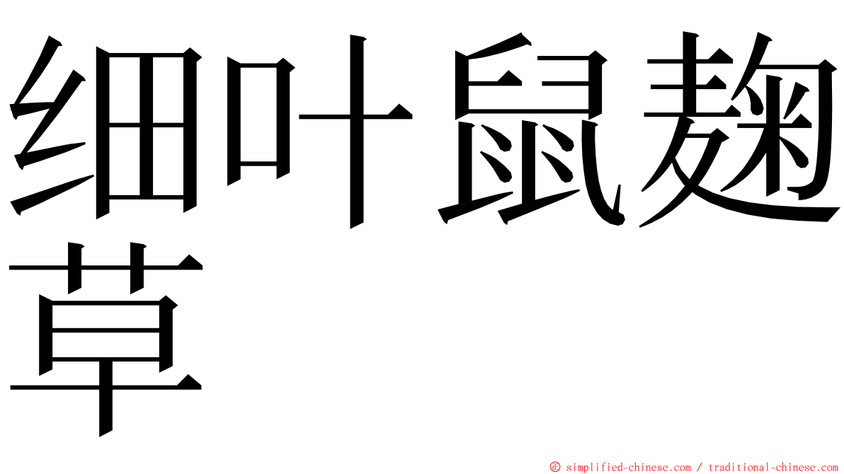 细叶鼠麹草 ming font