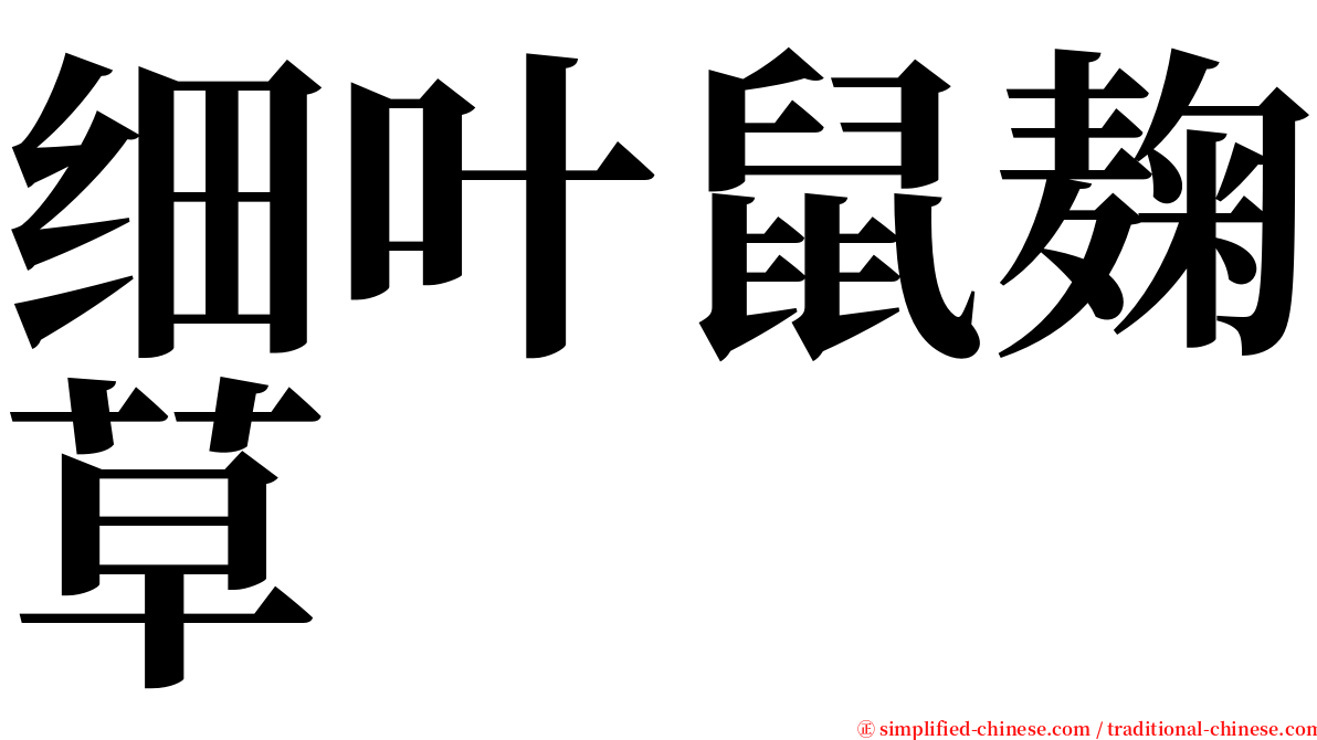 细叶鼠麹草 serif font