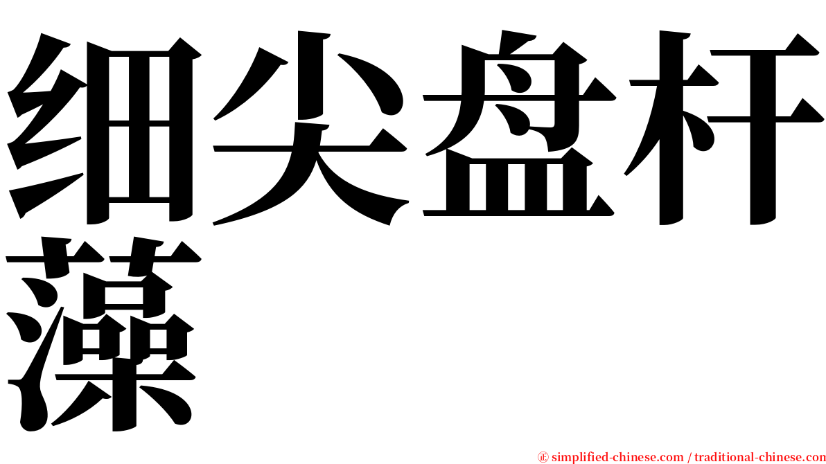 细尖盘杆藻 serif font