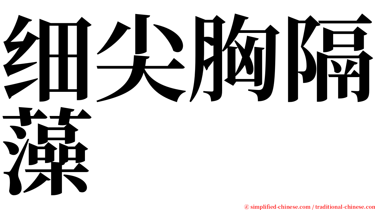 细尖胸隔藻 serif font