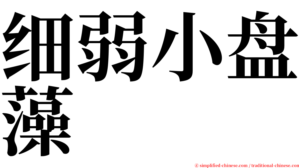 细弱小盘藻 serif font