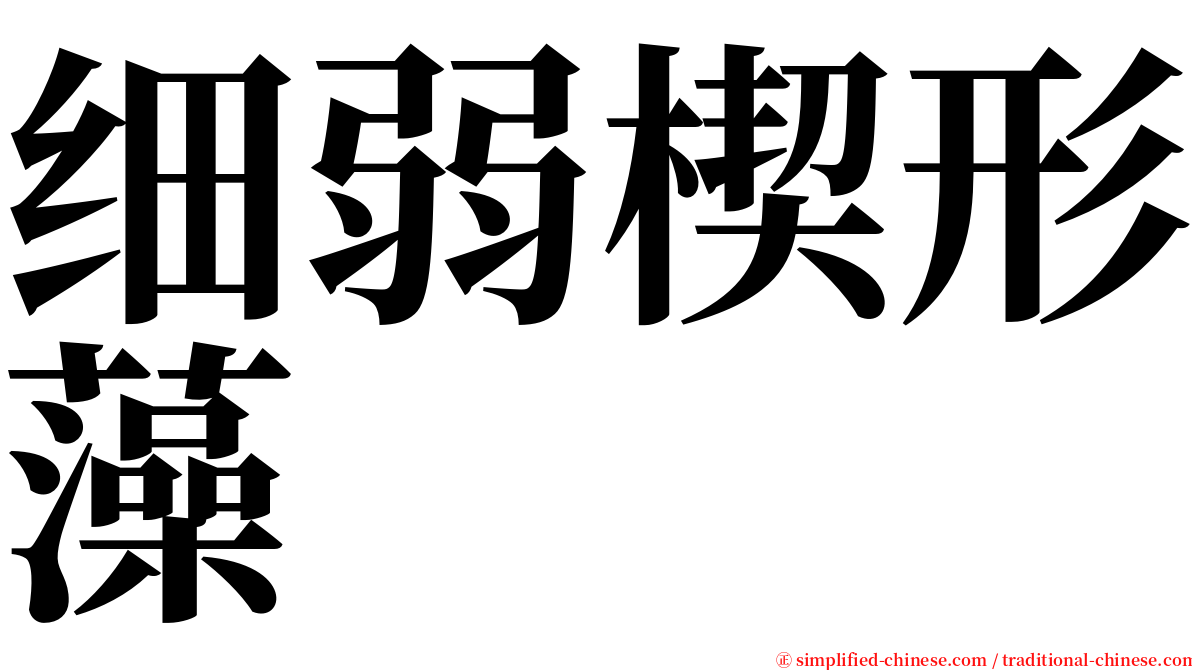 细弱楔形藻 serif font