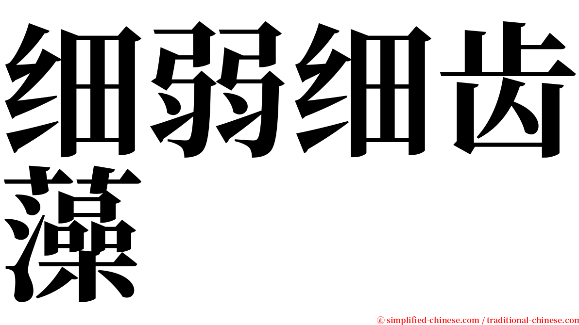 细弱细齿藻 serif font