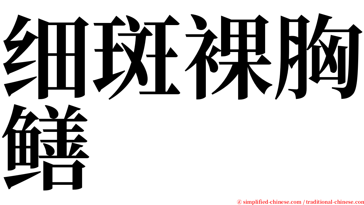 细斑裸胸鳝 serif font