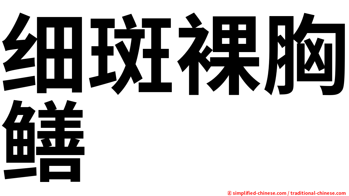 细斑裸胸鳝