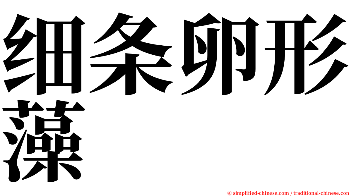 细条卵形藻 serif font