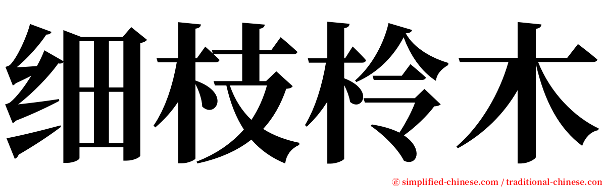 细枝柃木 serif font