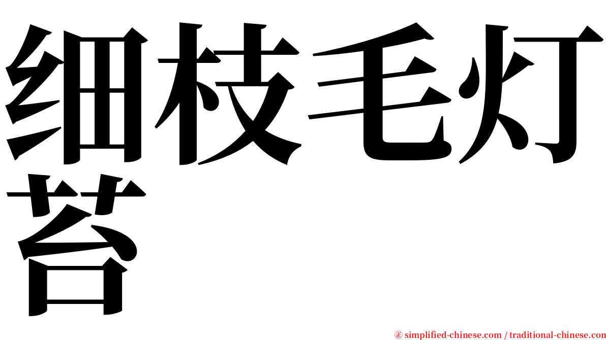 细枝毛灯苔 serif font