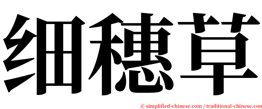 细穗草 serif font