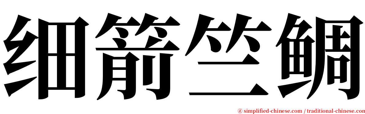 细箭竺鲷 serif font