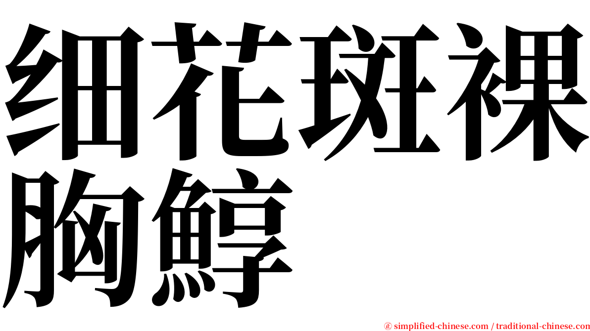 细花斑裸胸鯙 serif font