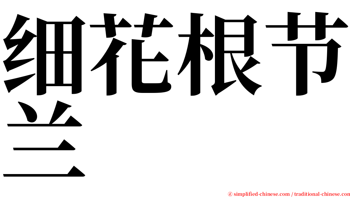 细花根节兰 serif font