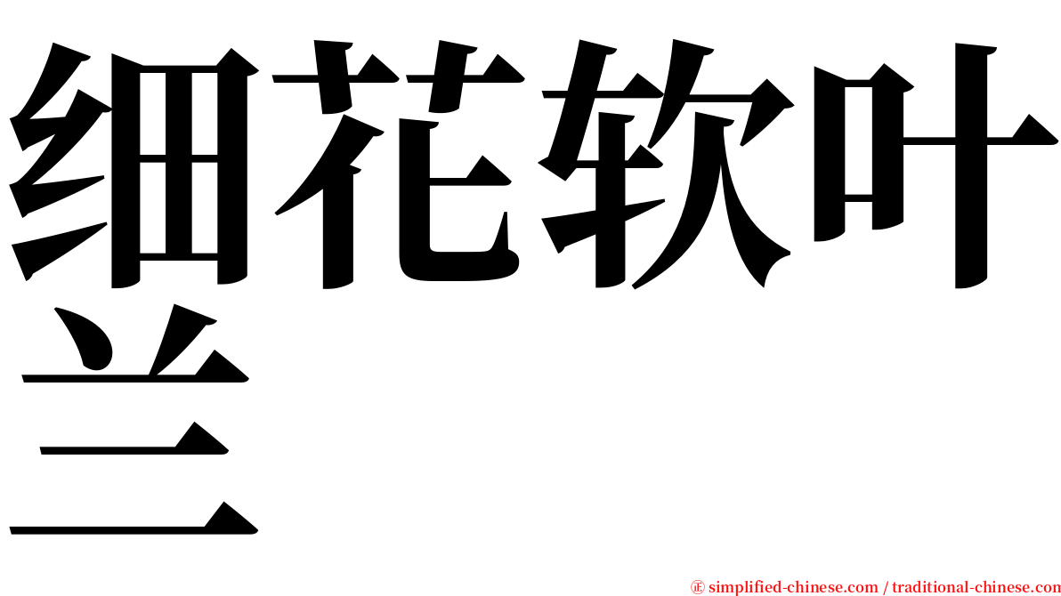 细花软叶兰 serif font