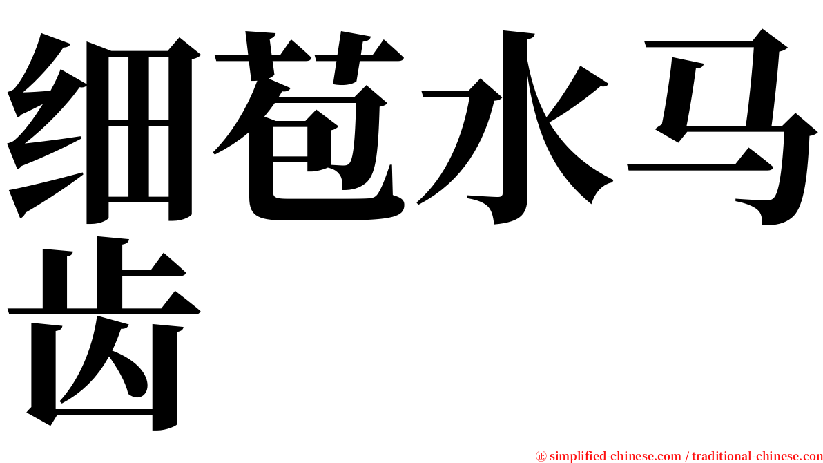 细苞水马齿 serif font