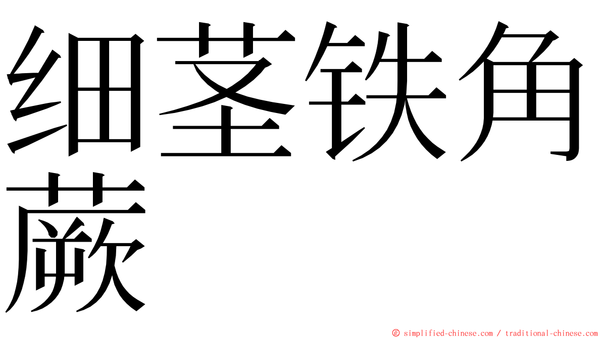 细茎铁角蕨 ming font