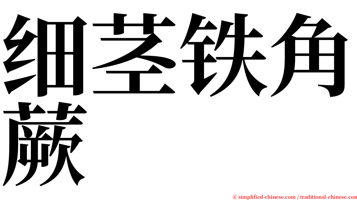 细茎铁角蕨 serif font