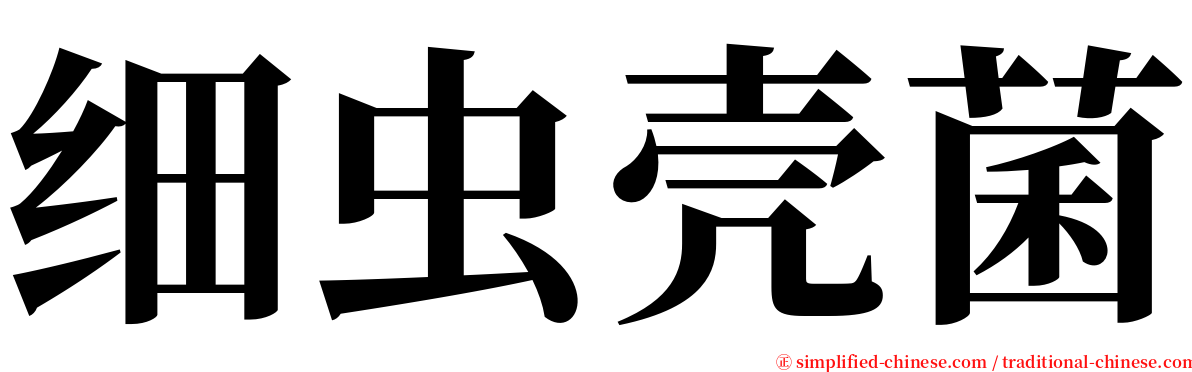 细虫壳菌 serif font