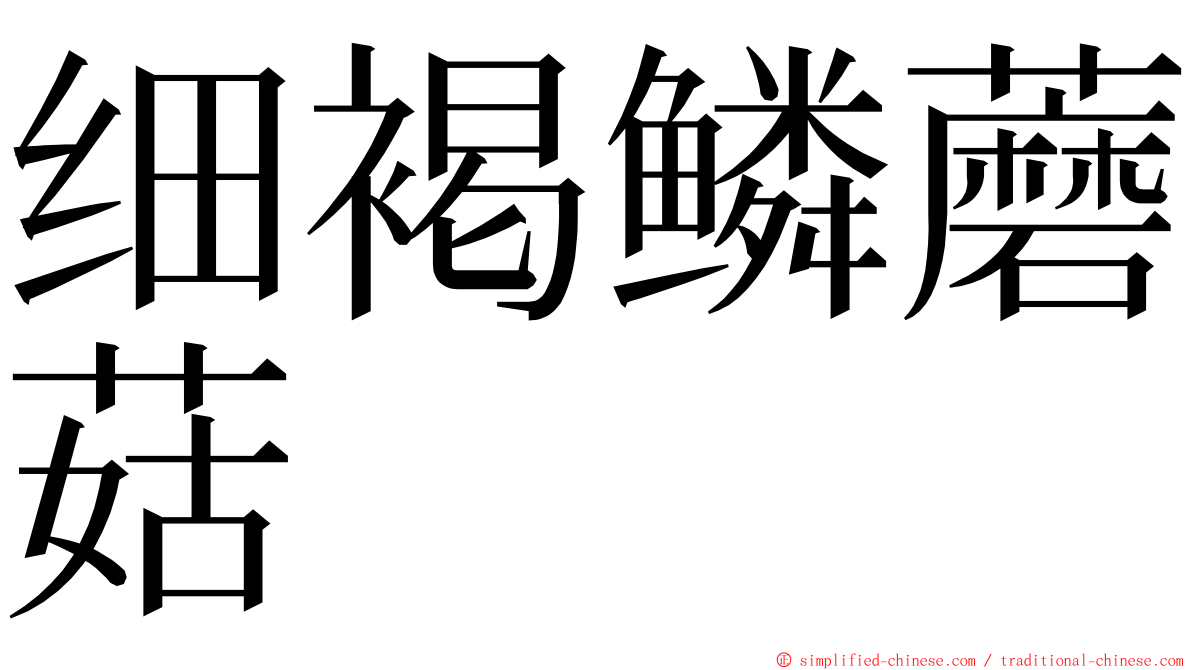 细褐鳞蘑菇 ming font