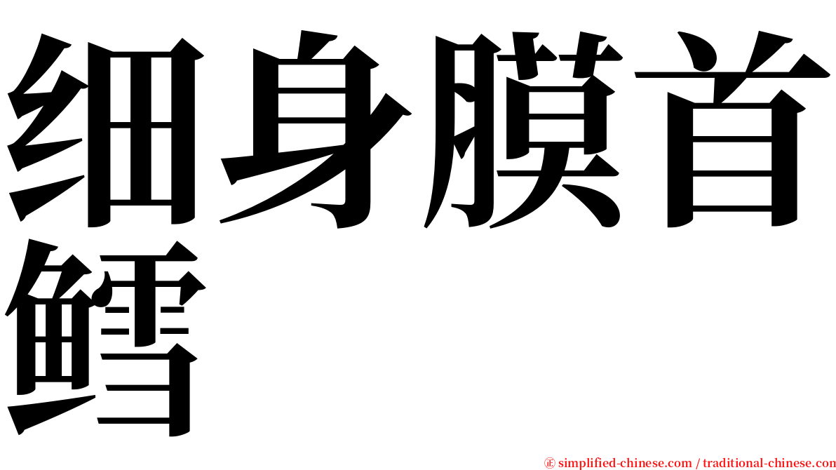 细身膜首鳕 serif font