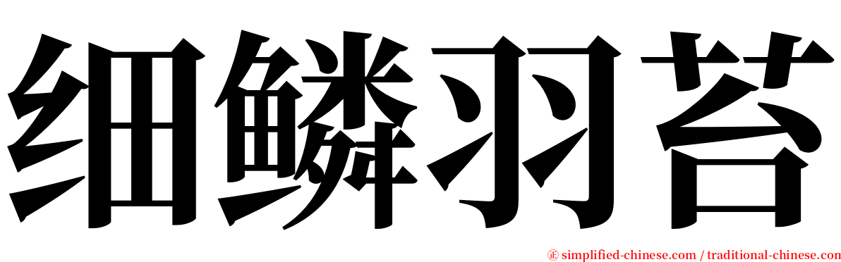 细鳞羽苔 serif font