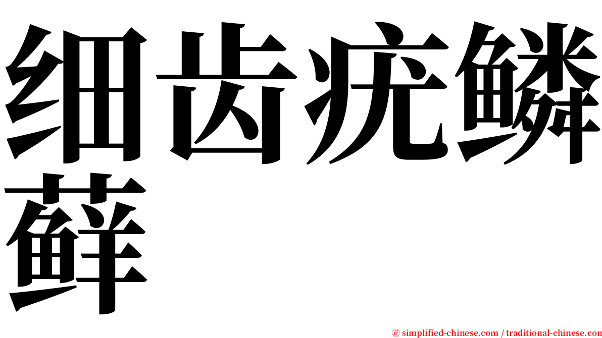 细齿疣鳞藓 serif font