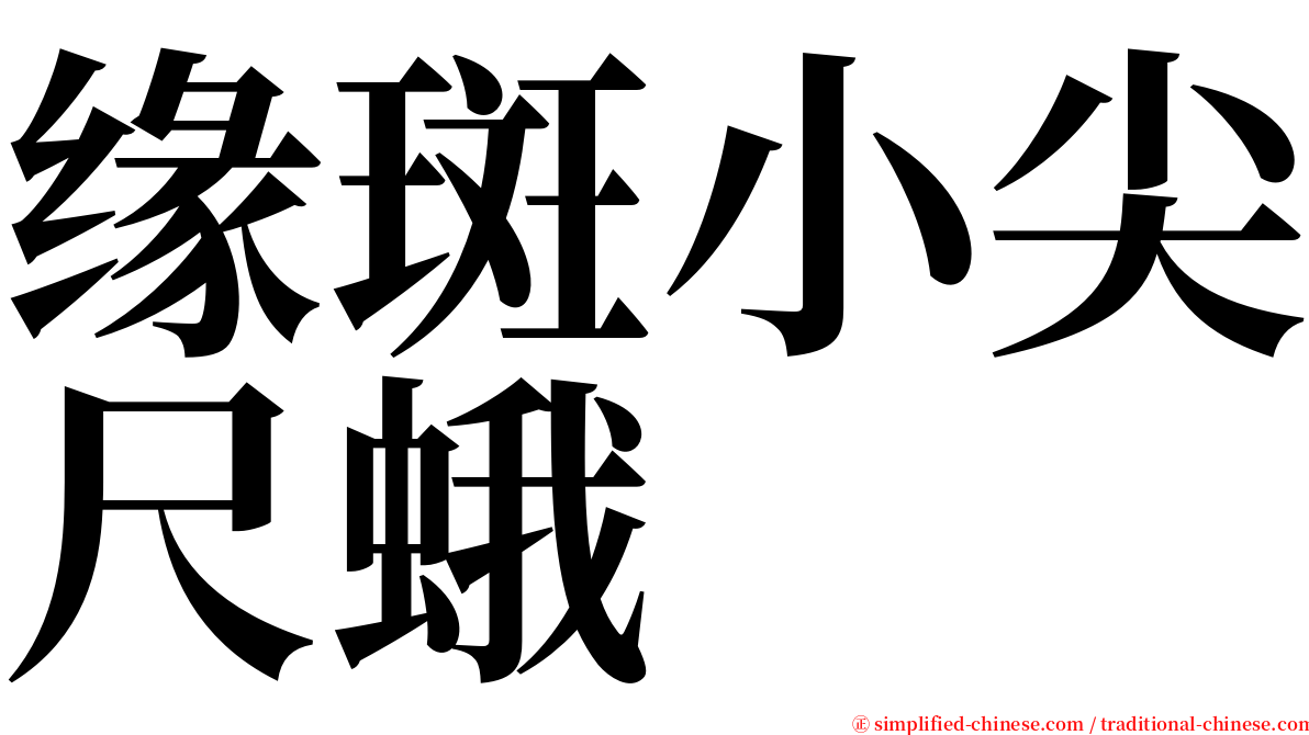 缘斑小尖尺蛾 serif font