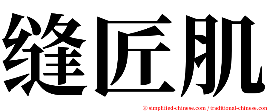 缝匠肌 serif font