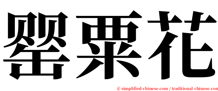 罂粟花 serif font