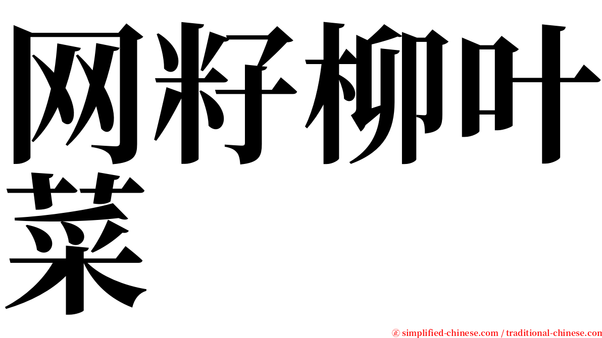 网籽柳叶菜 serif font