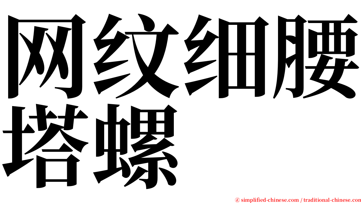 网纹细腰塔螺 serif font