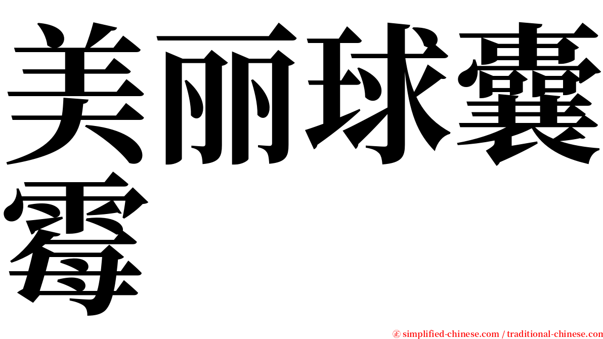 美丽球囊霉 serif font