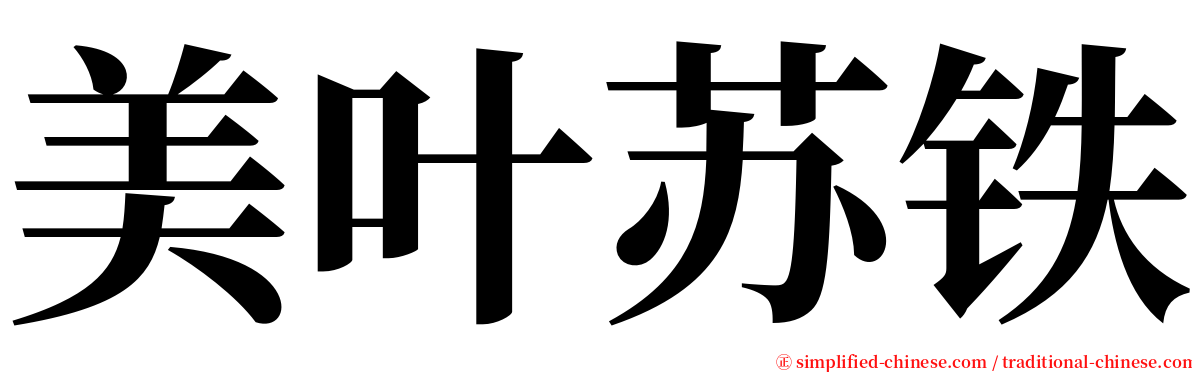 美叶苏铁 serif font