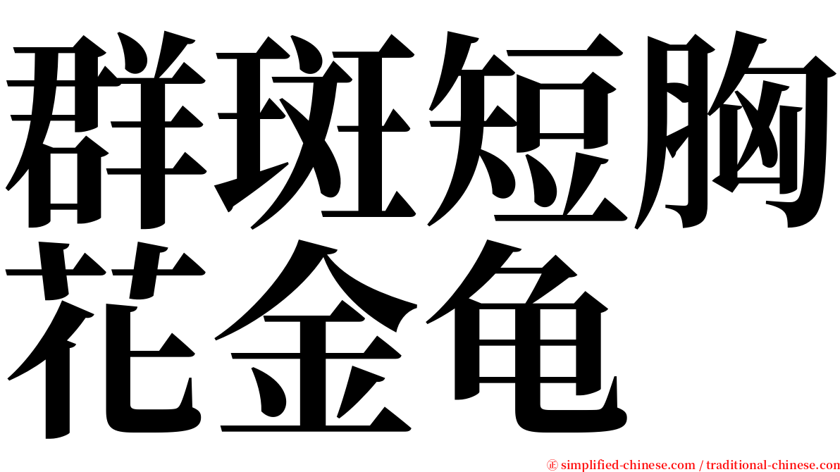 群斑短胸花金龟 serif font