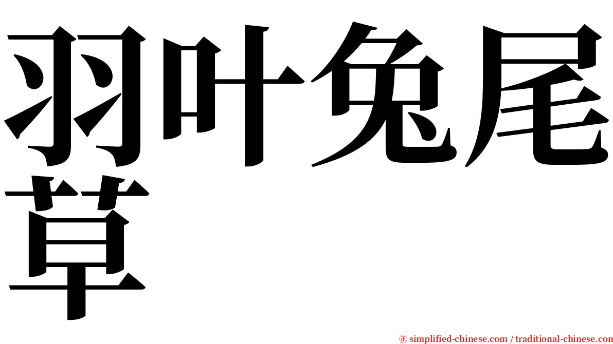 羽叶兔尾草 serif font