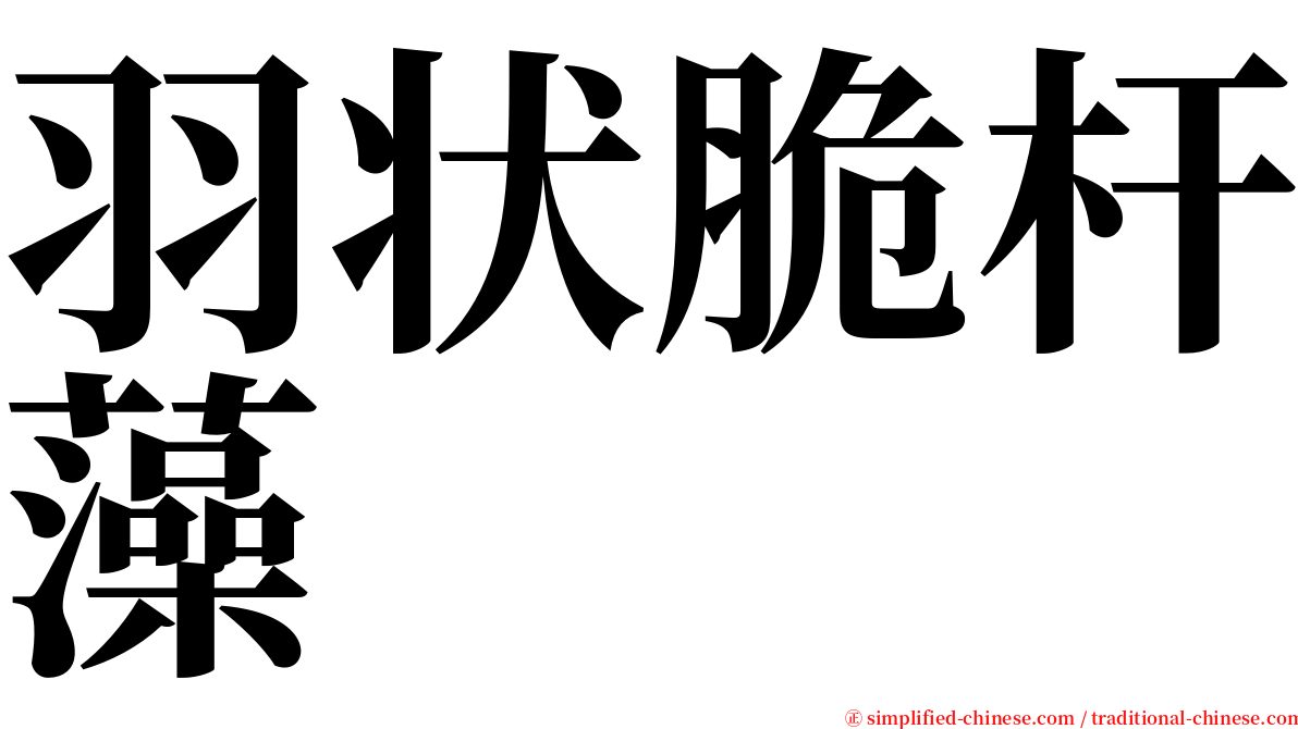 羽状脆杆藻 serif font