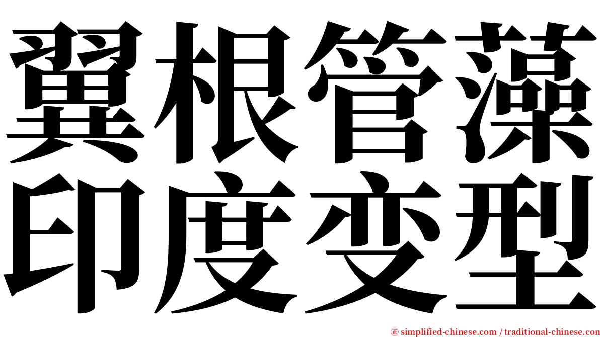 翼根管藻印度变型 serif font